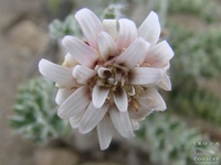 Leucheria millefolium