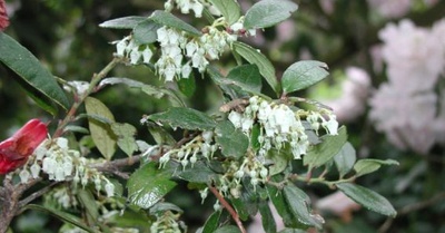 Gaultheria insana