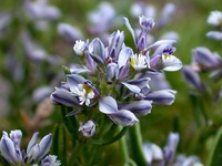 Polygala salasiana