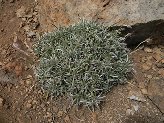 Plantago grandiflora