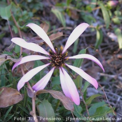 Mutisia spinosa subsp. pulchella