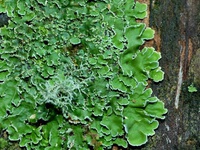 Pannaria microphyllizans