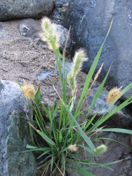 Polypogon australis