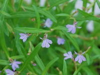 Lobelia anceps