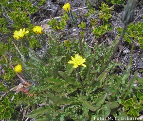 Hypochaeris arenaria