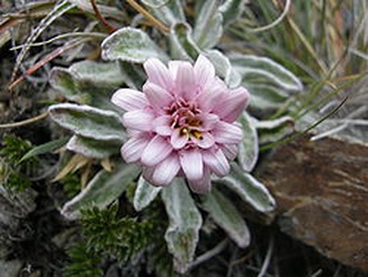 Leucheria hahnii