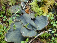 Peltigera scabrosa