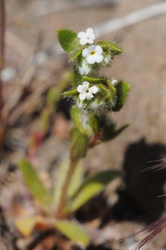 Plagiobothrys calandrinioides