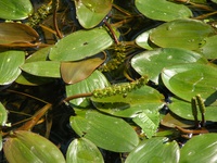 Potamogeton linguatus