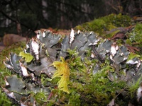 Peltigera neckeri