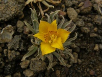 Alstroemeria patagonica