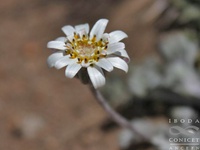 Leucheria achillaeifolia