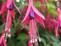 Fuchsia magellanica