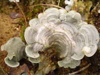 Dictyonema glabratum