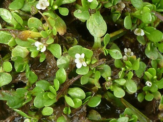 Montia fontana