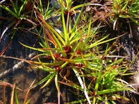 Juncus planifolius