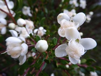 Luma apiculata