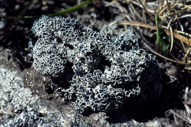 Lecanora epibryon subsp. broccha