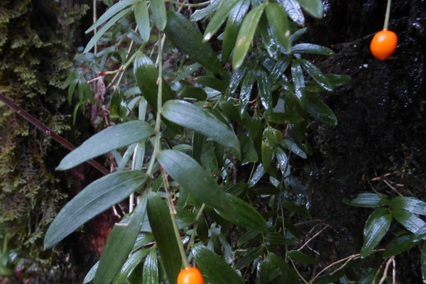 Luzuriaga polyphylla