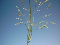 Panicum urvilleanum