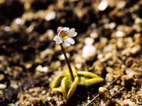 Pinguicula antarctica