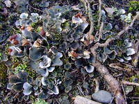 Peltigera didactyla