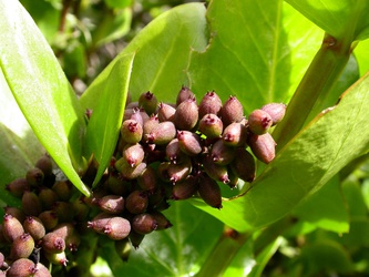 Griselinia scandens