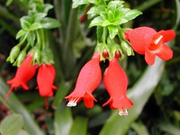 Mitraria coccinea