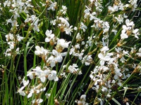 Libertia chilensis