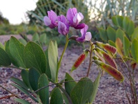 Lathyrus maritimus