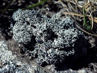 Lecanora epibryon subsp. broccha