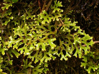 Pseudocyphellaria divulsa