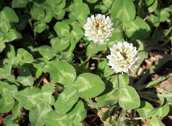 Trifolium repens