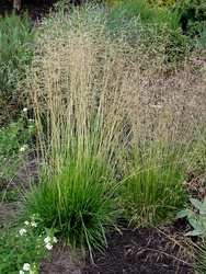 Deschampsia caespitosa