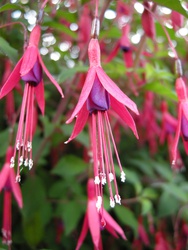 Fuchsia magellanica