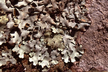 Hypotrachyna physcioides