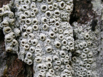 Thelotrema lepadinum