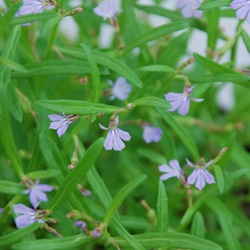 Lobelia anceps