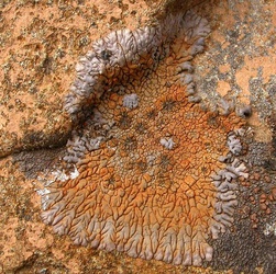 Placopsis perrugosa