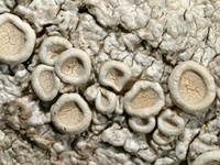 Ochrolechia pallescens