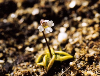 Pinguicula antarctica