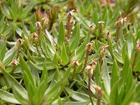 Plantago barbata