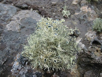 Usnea aurantiaco-atra