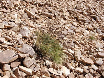 Hordeum pubiflorum