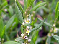 Polygonum sanguinaria