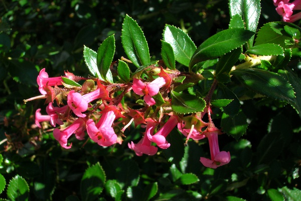 Escallonia rubra