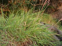 Agrostis stolonifera