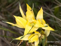 Gavilea lutea