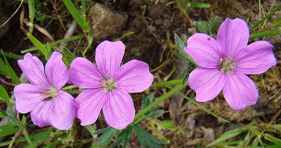 Geranium berteroanum