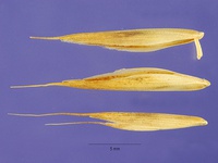 Bromus cebadilla